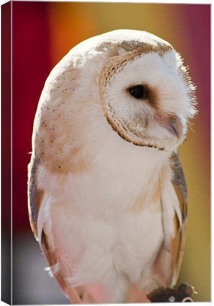 Barn Owl Canvas Print by Andy McGarry