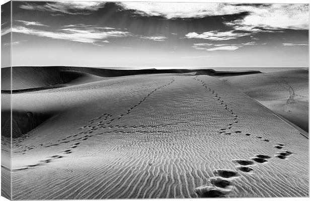 Footsteps in the sand Canvas Print by Andy McGarry