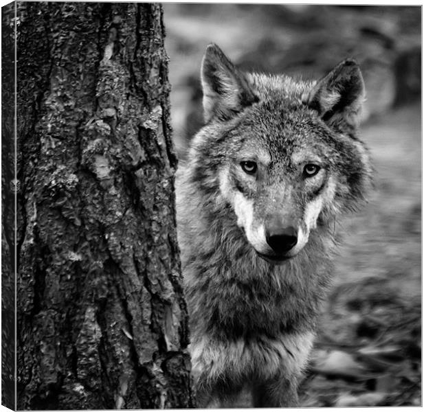 The Eyes of the Wolf Canvas Print by Andy McGarry