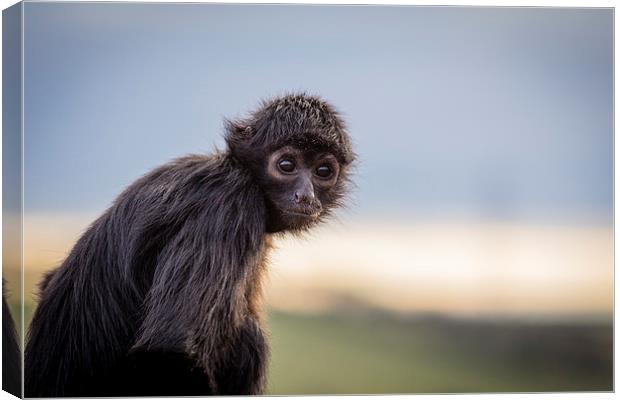 Spider Monkey Canvas Print by Andy McGarry