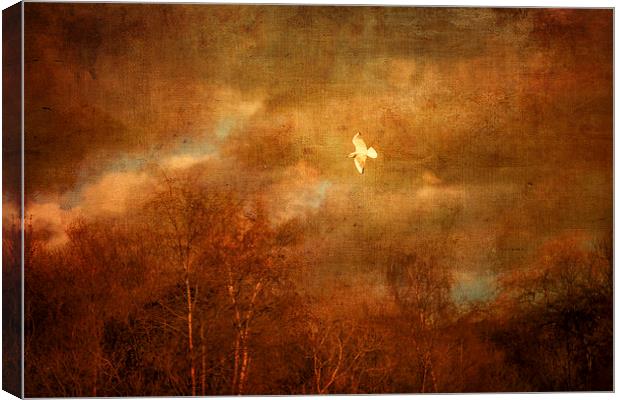 Gull on the wing Canvas Print by Andy McGarry