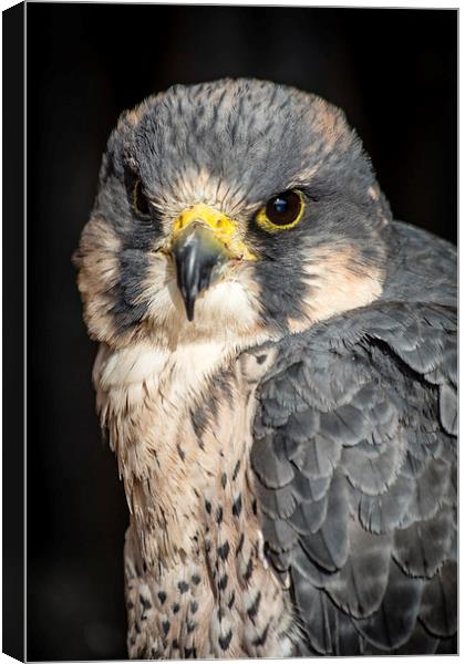Peregrine Falcon Portrait Canvas Print by Andy McGarry