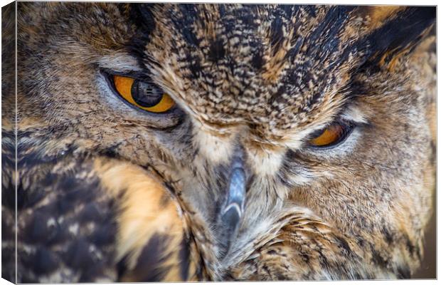 European Eagle Owl Canvas Print by Andy McGarry