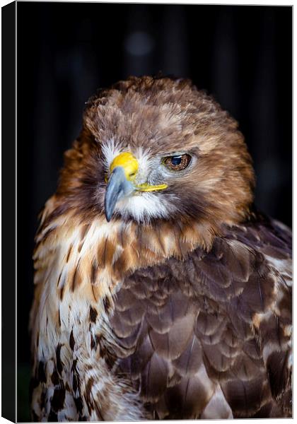 Red Tailed Buzzard Canvas Print by Andy McGarry