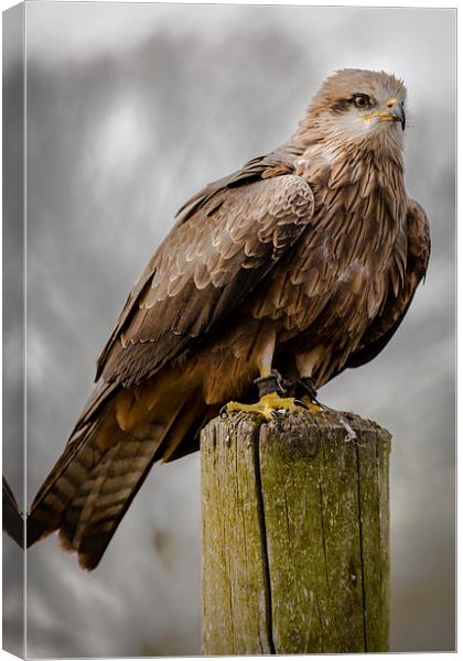 Black Kite Canvas Print by Andy McGarry
