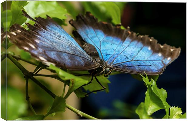 Blue Morphos Butterfly Canvas Print by Andy McGarry