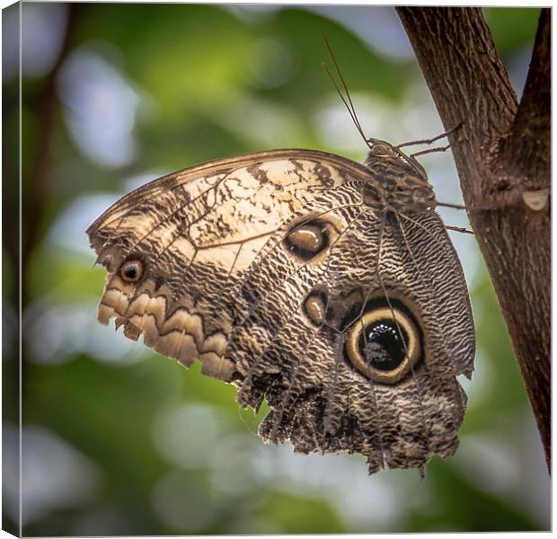 Owl Butterfly Canvas Print by Andy McGarry