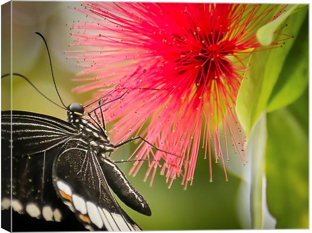 Lime Swallow Butterfly feeding Canvas Print by Andy McGarry