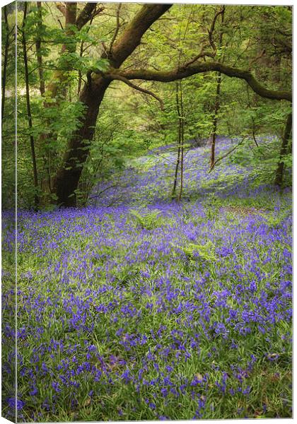 Blue Bell Wood Canvas Print by Andy McGarry
