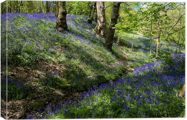Blue Bell Carpet Canvas Print by Andy McGarry