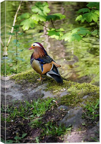 Wild Mandarin Duck Canvas Print by Andy McGarry