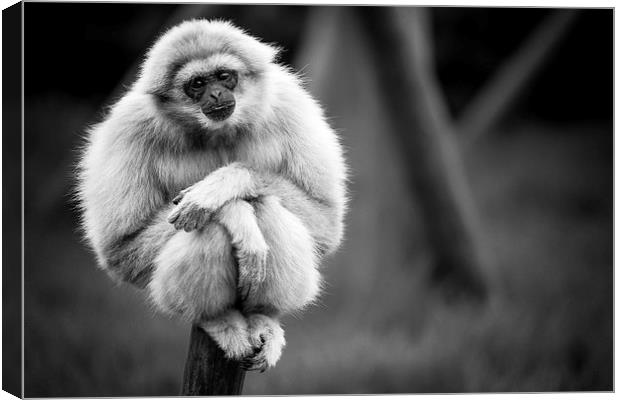 White Handed Gibbon Portarit Canvas Print by Andy McGarry