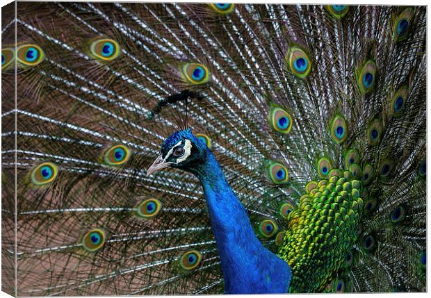 Peacock Canvas Print by Andy McGarry