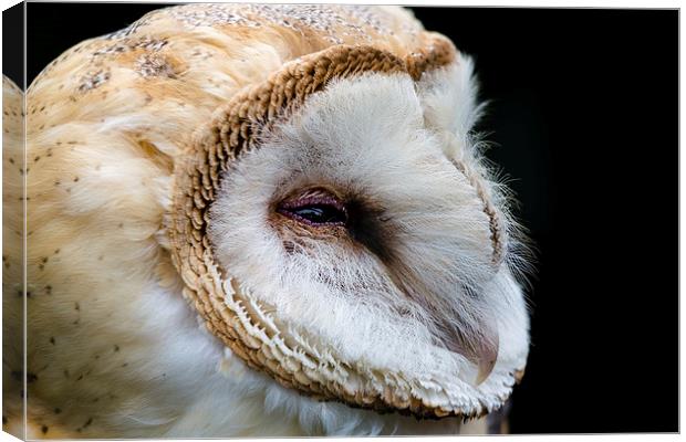 Barn Owl Portrait Canvas Print by Andy McGarry