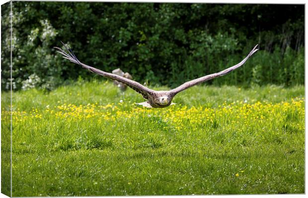 Sea Eagle in Flight Canvas Print by Andy McGarry