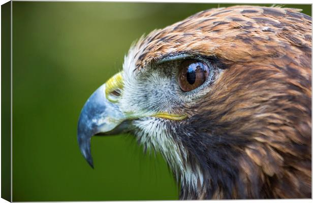  Red Tailed Buzzard Portrait Canvas Print by Andy McGarry