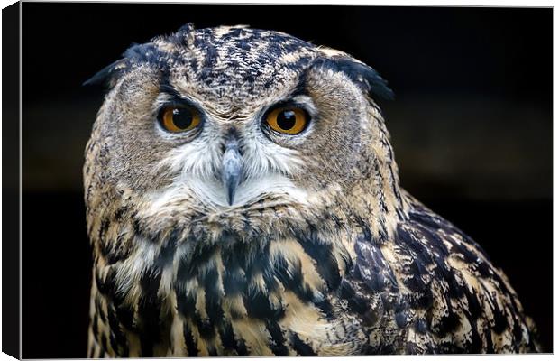  European Eagle Owl Portrait Canvas Print by Andy McGarry
