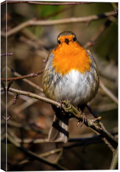  Robin Redbreast Canvas Print by Andy McGarry