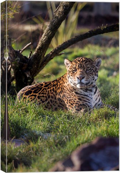 South American Jaguar Canvas Print by Andy McGarry