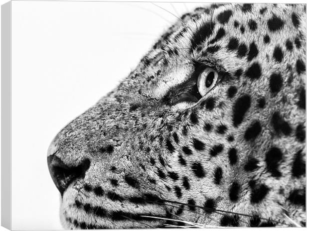  Sri Lankan Leopard Canvas Print by Andy McGarry