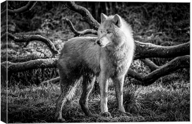  Arctic Wolf Canvas Print by Andy McGarry