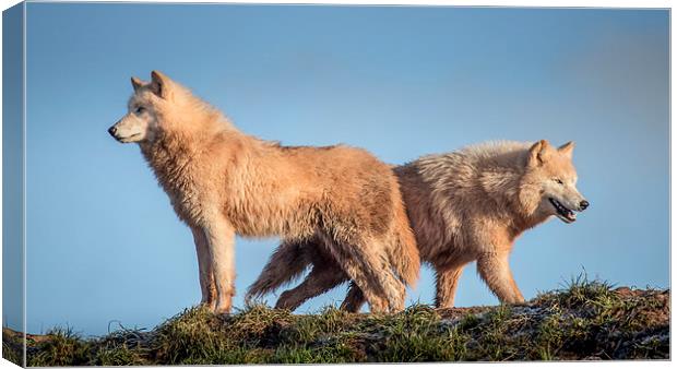  Arctic Wolves Canvas Print by Andy McGarry