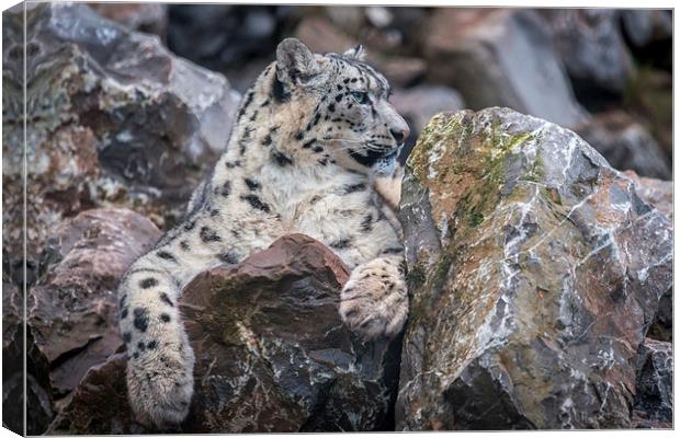 Snow Leopard Canvas Print by Andy McGarry