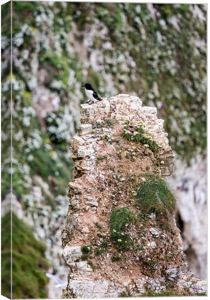  Razorbill at Flamborough Head Canvas Print by Andy McGarry