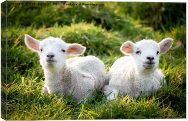 Spring Lambs Canvas Print by Andy McGarry