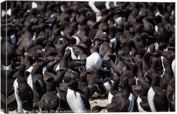 Staple Islands Guillemots Canvas Print by Andy McGarry