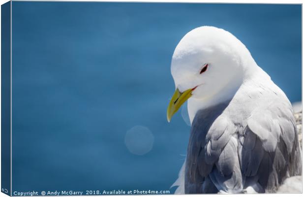 Kittiwake Portrait Canvas Print by Andy McGarry