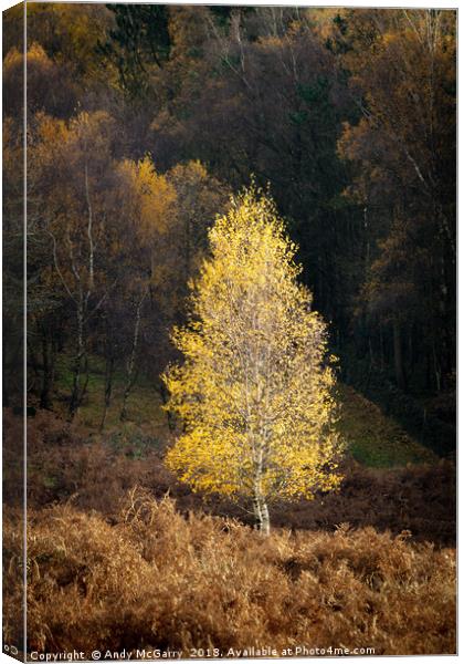 Autumn Tree in Sunlight Canvas Print by Andy McGarry