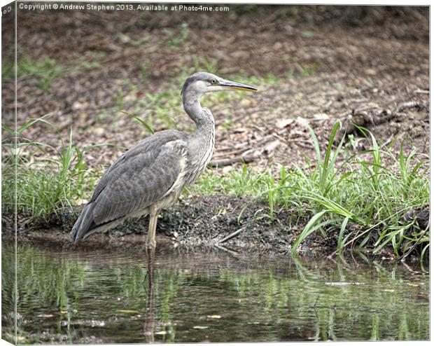 Heron Watch Canvas Print by Andrew Stephen