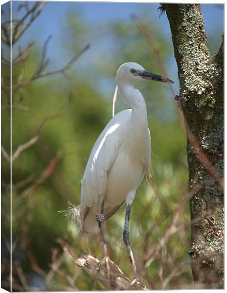 Little white egret Canvas Print by Andrew Stephen