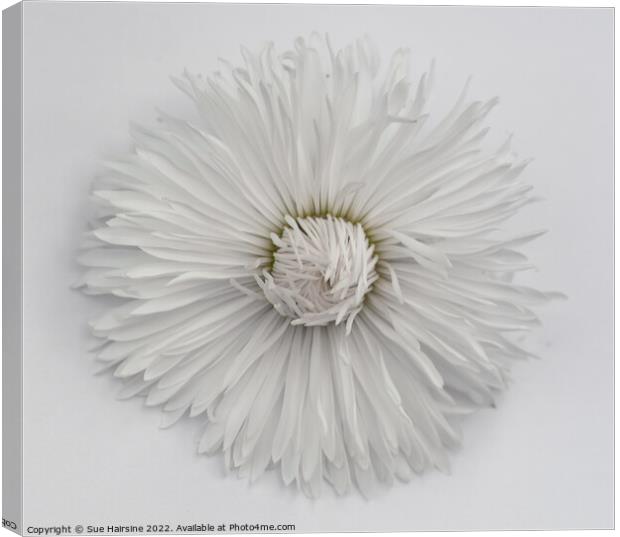 White Flower 2 Canvas Print by Sue Hairsine