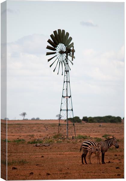 Zebra in Kenya Canvas Print by Claire Ellis