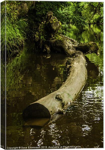Mystic Log Canvas Print by Dave Emmerson