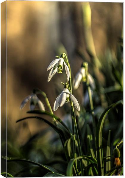 Snowdrops Canvas Print by Dave Emmerson