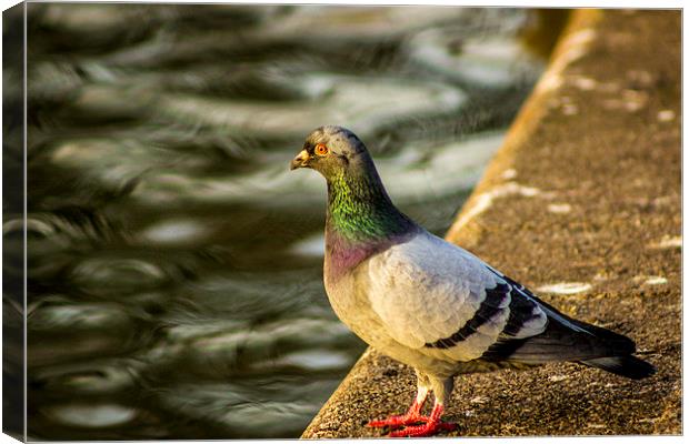 Pigeon at the Waterside Canvas Print by Dave Emmerson