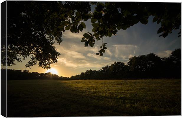 Golden Hour at Upton Country Park Canvas Print by Daniel Rose