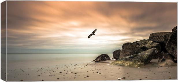 Majestic Eagle Soaring at Sunset Canvas Print by Daniel Rose