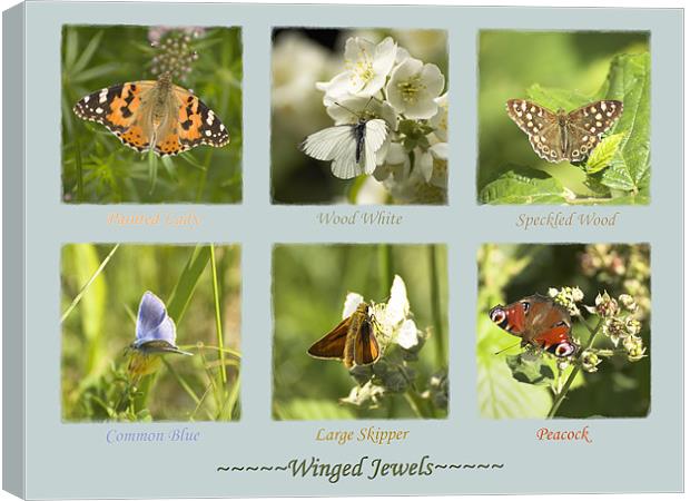 Winged Jewels Canvas Print by Malcolm McHugh