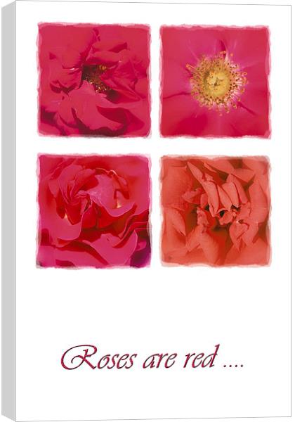 Roses are red .... Canvas Print by Malcolm McHugh
