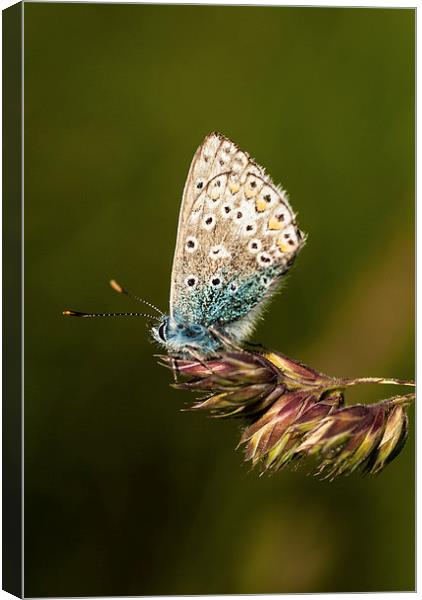 Chalkhill Blue Butterfly Canvas Print by Malcolm McHugh