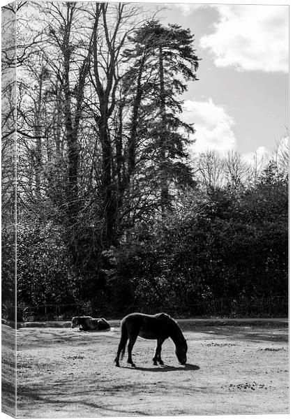New Forest Silhouette Canvas Print by Malcolm McHugh