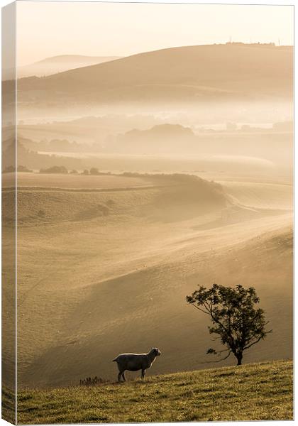 Ewe with a view Canvas Print by Malcolm McHugh
