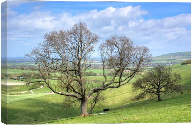 Early Spring on Steyning Bowl Canvas Print by Malcolm McHugh