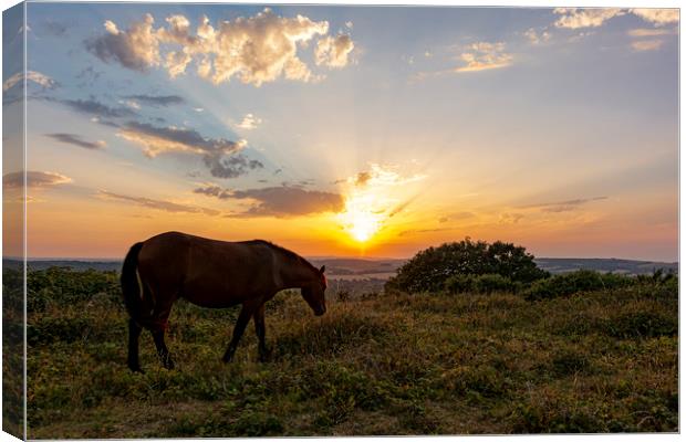 Sunset Grazing Canvas Print by Malcolm McHugh