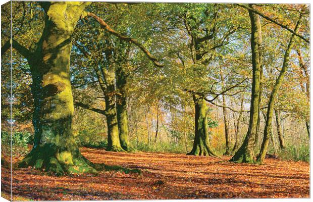 Autumn Light Canvas Print by Malcolm McHugh