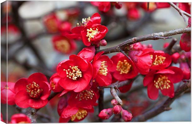  Japanese quince Canvas Print by Stephen Prosser